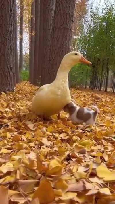 When the weather gets cold, the puppy finds the mother duck to keep warm