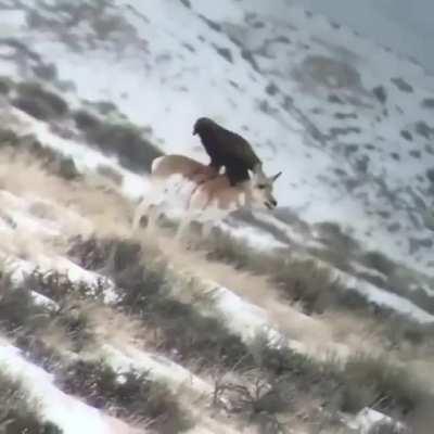 Golden eagle disemboweling a pronghorn alive