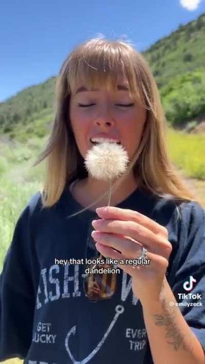 The dandelion of all dandelions. Probably the last one this season.