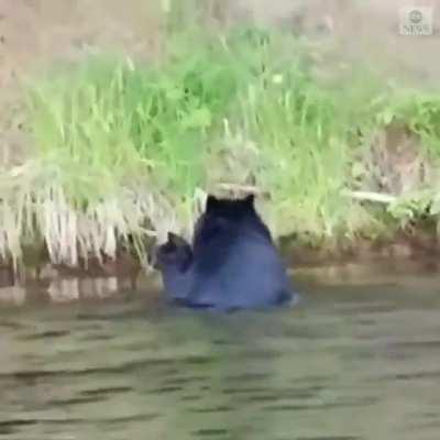 A black bear was spotted carrying her three cubs across the Chippewa Flowage in Wisconsin, bringing them safely to shore on the other side.