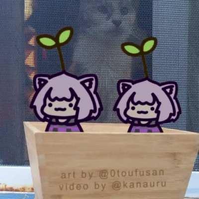 the rare mogu mogu plant