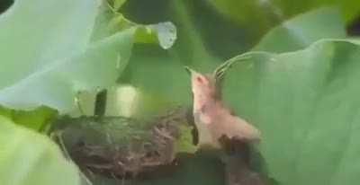 Bird naturally sews leaf as shelter for his home