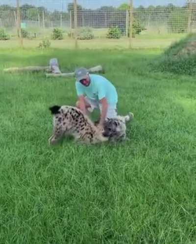 Hyenas raised by humans are known to be extremely affectionate and cuddly to their caretakers.