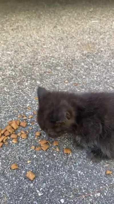 This runt of the litter is the only one of the stray kittens that didn’t run away when I approached. I’m not supposed to have more than two cats but I might have to catnap him anyway.