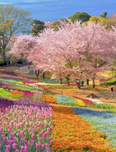 🔥 Tulip Garden at Hinoyama Koen Park in Shimonoseki city, Japan.