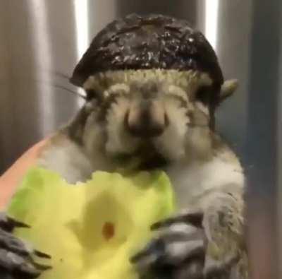 This squirrel is enjoying an avocado while wearing an avocado hat