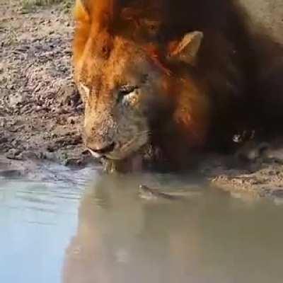 Turtle scaring off lion