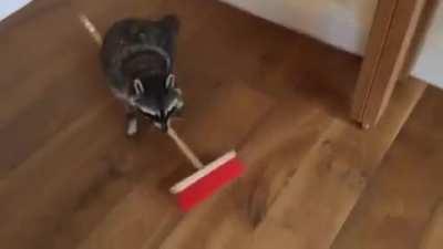 This raccoon is employed