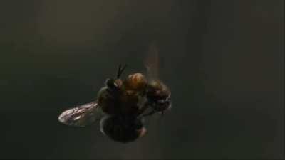 [X-post r/HardcoreNature] The ejaculation of a drone honey bee is so powerful that his endophallus ruptures and he quickly dies