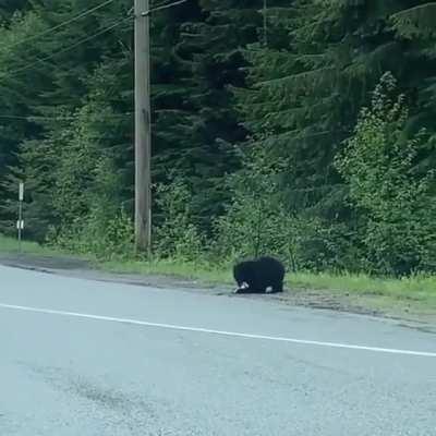 A black bear managing to chase down a very quick rabbit