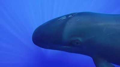 Hawaiian false killer whales (mother and calf) smiling at the camera and chirping alongside a boat off the coast of Oahu. The scarring was likely caused by another animal, not a boat.