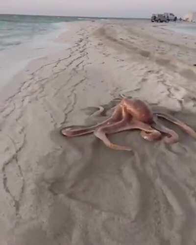 This octopus moving