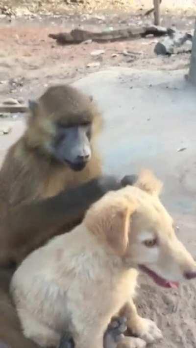 Careful Dog grooming done by Baboon!