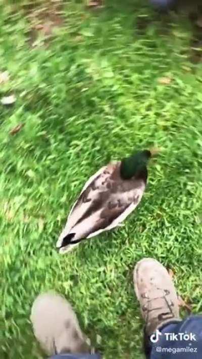 Duck: “You must follow!”