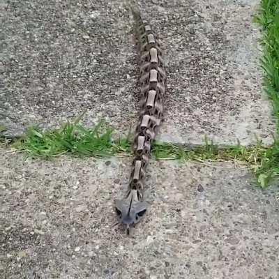 This is a Gaboon Viper. They have second-highest venom yield for any snake after King Cobra.