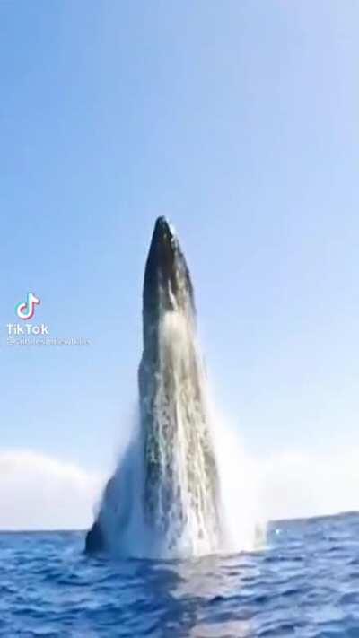 A huge whale jumping out of the water