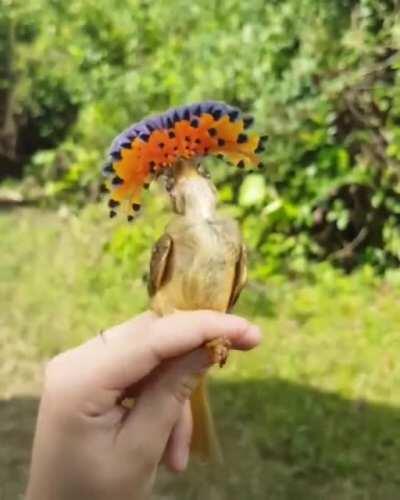 🔥 The male Royal Flycatcher