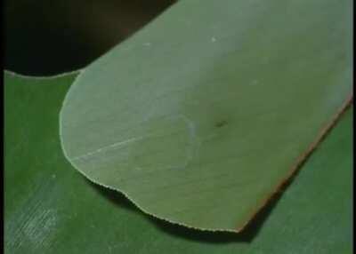 Caterpillar creates a hide to hide from predators while eating