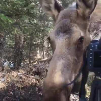 A huge female moose walks up to a wildlife photographer, wanting to be pet