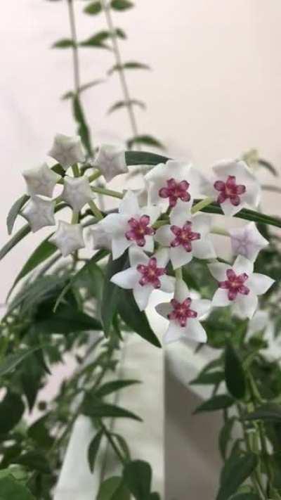 Timelapse of my Hoya bella blooming!