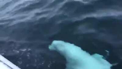 Playing fetch with a beluga whale, with a rugby ball! Credit to u/yourboyfoster.