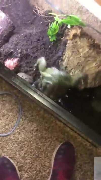 My frog Boris getting angry at a squirt bottle