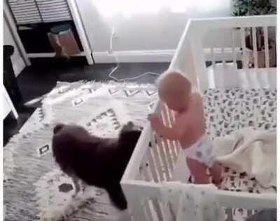 Crying baby pacified by man's best friend. Nanny cam catch