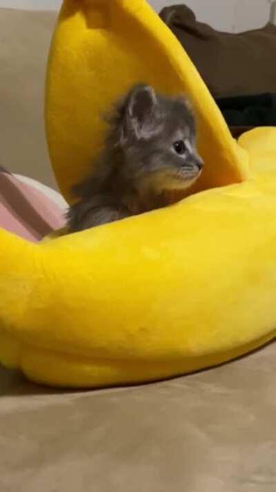 Rini the banana kitty