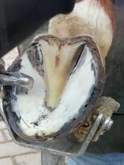 Horse hoof restoration