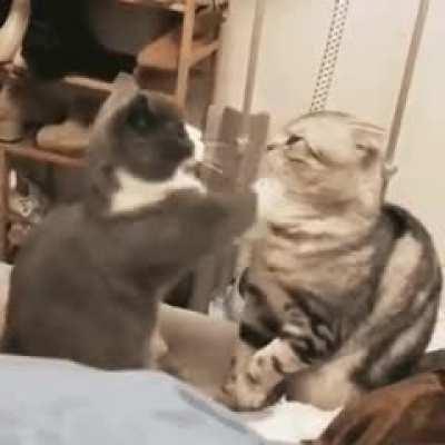 cats fight