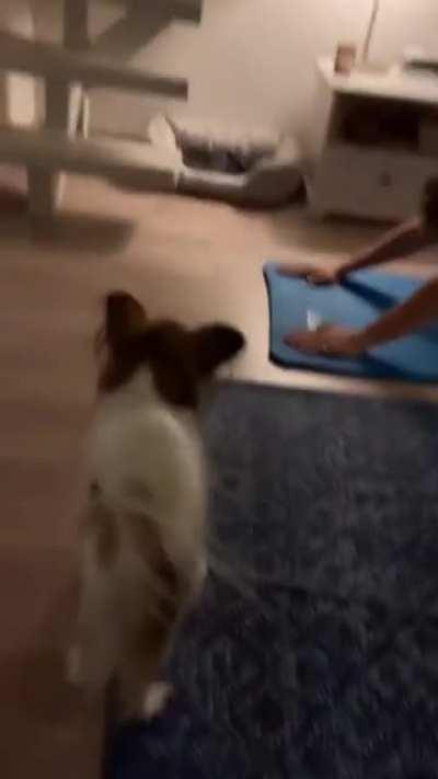 Now that's what you call a downward dog