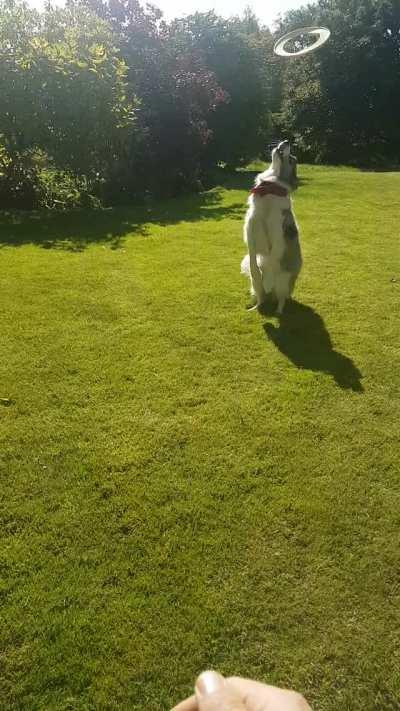 Didn't train her to do this, she just decided it's how she wanted to catch the frisbee.