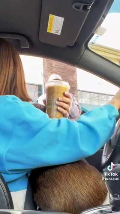 Pet Pig makes Starbucks worker's day