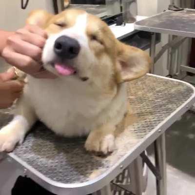 Good corgi goes blep...