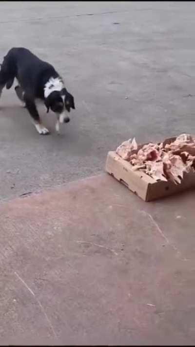 The butcher shop is leaving their leftovers outside so stray dogs can get something to eat.