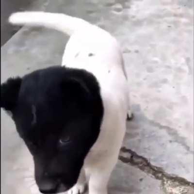 White dog with a black head