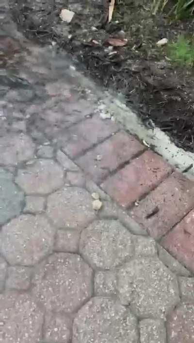 Fish swimming in a driveway puddle in flooded south Florida