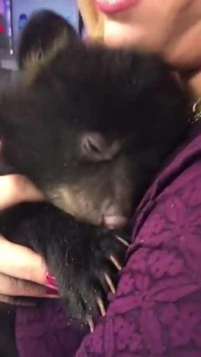 Black Bear Cub Purrs in News Anchor's Arms