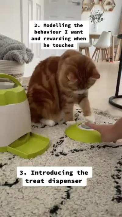 Training reflex for cat to use treat dispenser