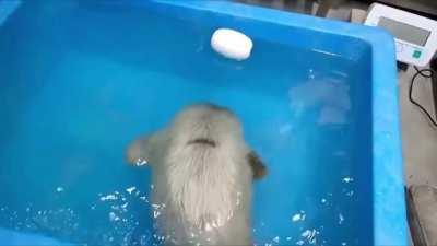 rescued baby seal's first swim lesson