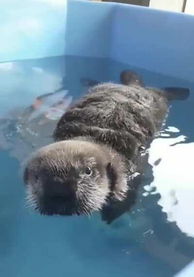 Baby sea otter squeals