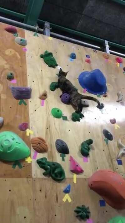 Lala, the rescue cat, shows off her amazing rock climbing talent