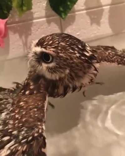 Tiny Owl having a bath