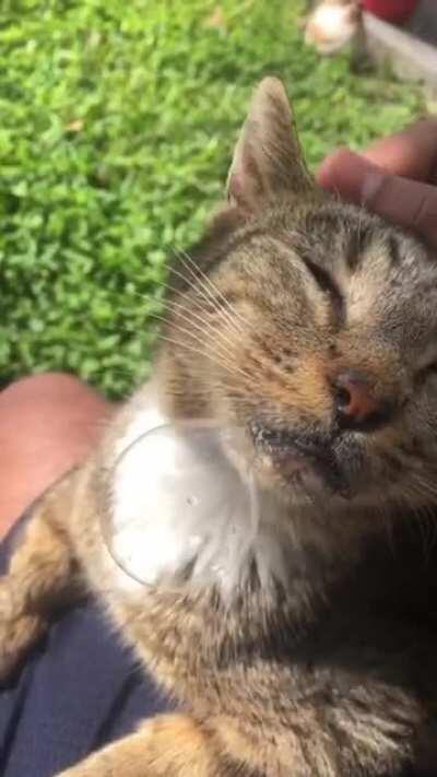 Enjoying the pets a little too much