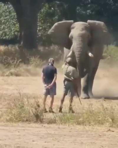 Safari guide stopping a charging elephant with his hand