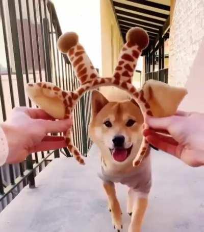 I am now a giraffe