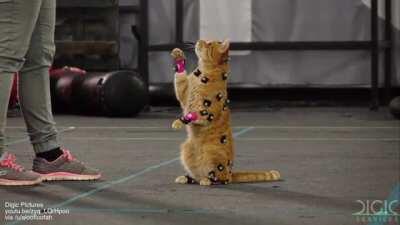 Cat motion capture