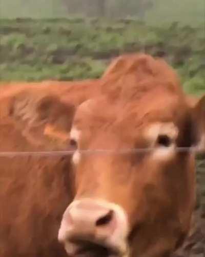 Cow see, Cow do