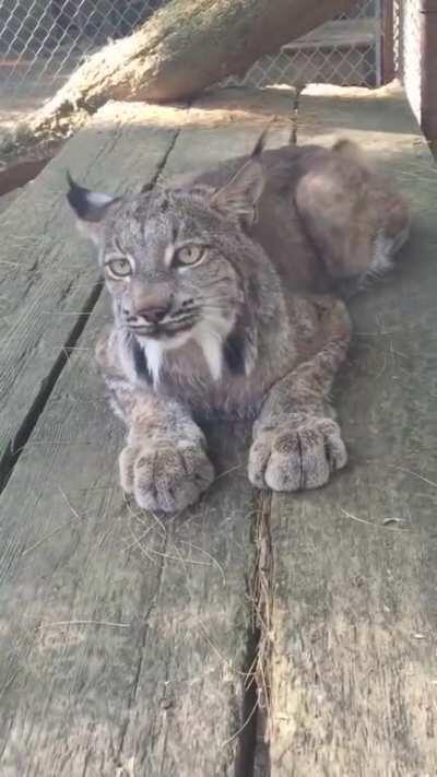 Lynx cat meowing (Audio)