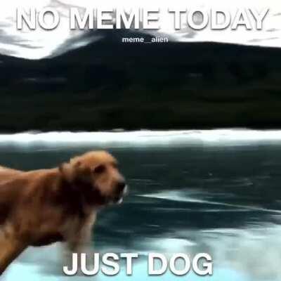 No meme today